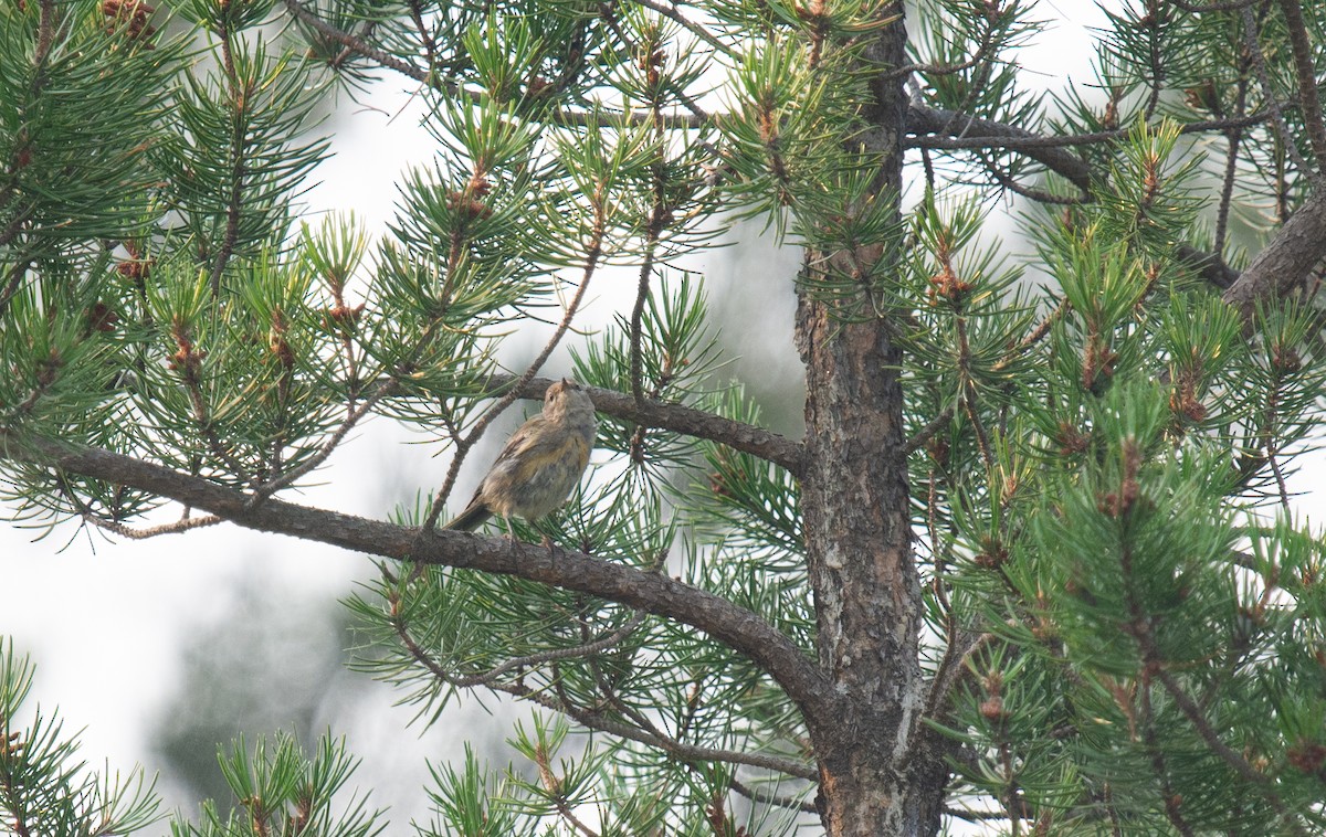 Pine Warbler - ML639834414