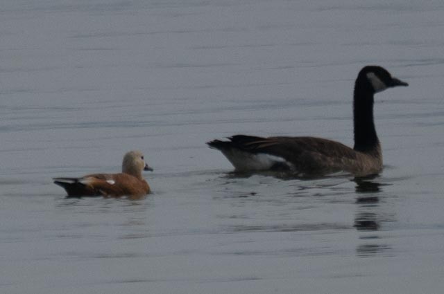 duck sp. - ML639834442