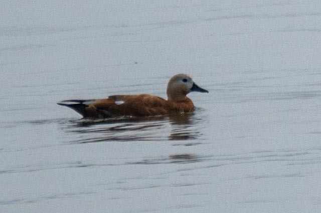 duck sp. - ML639834445