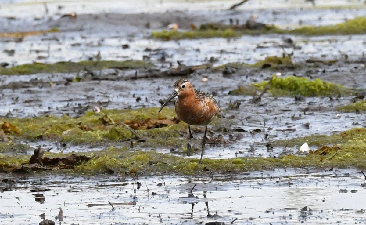 Curlew Sandpiper - ML639834469