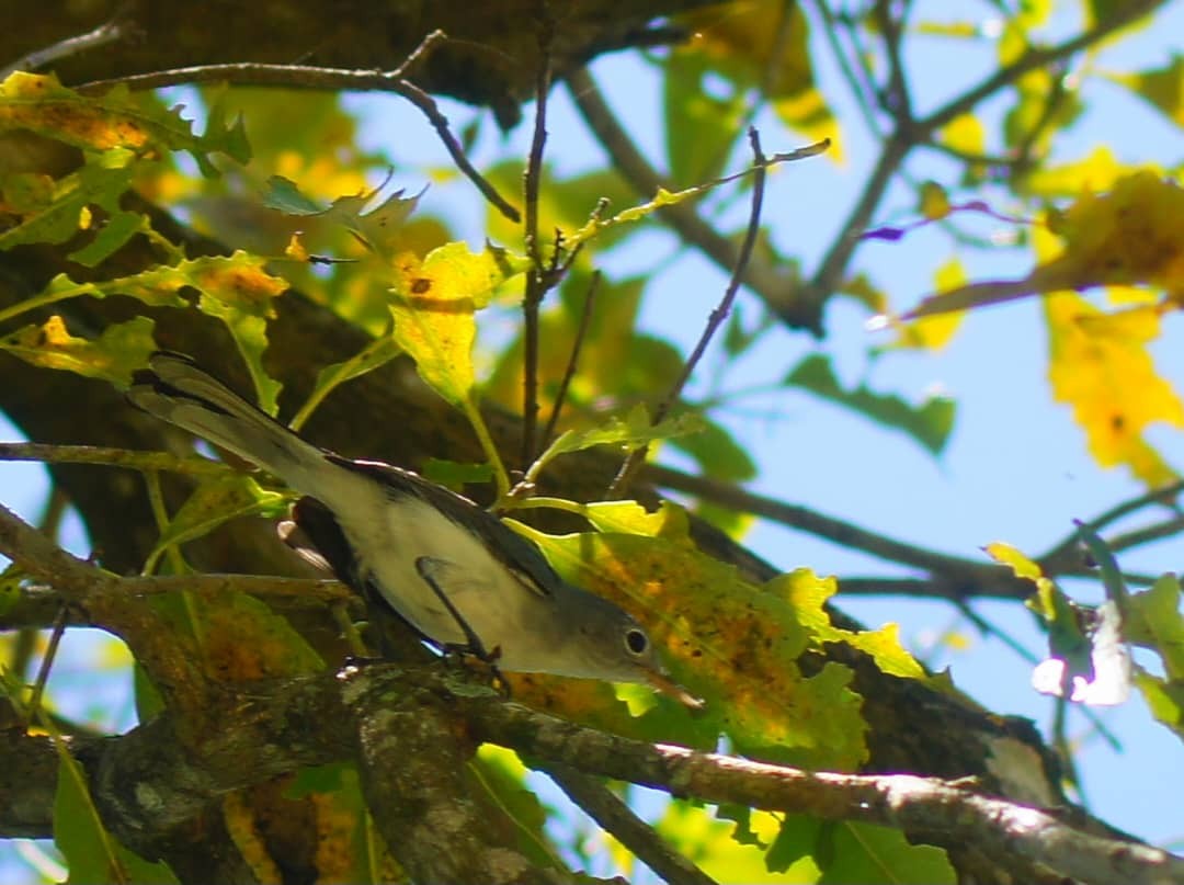 Blue-gray Gnatcatcher - ML639834470