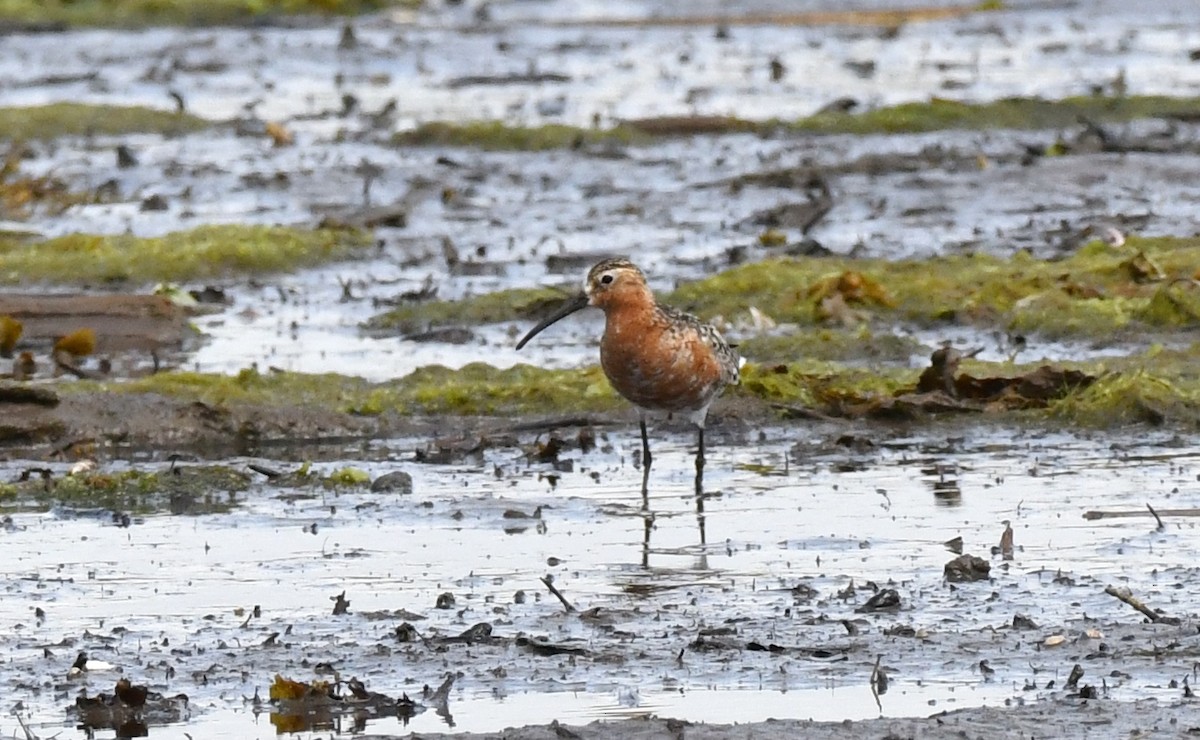 Curlew Sandpiper - ML639834475