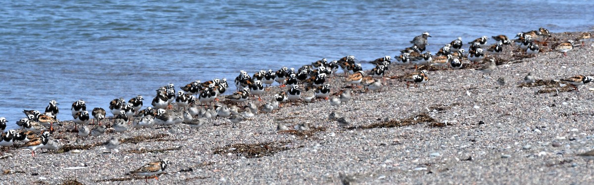 Ruddy Turnstone - ML639834534