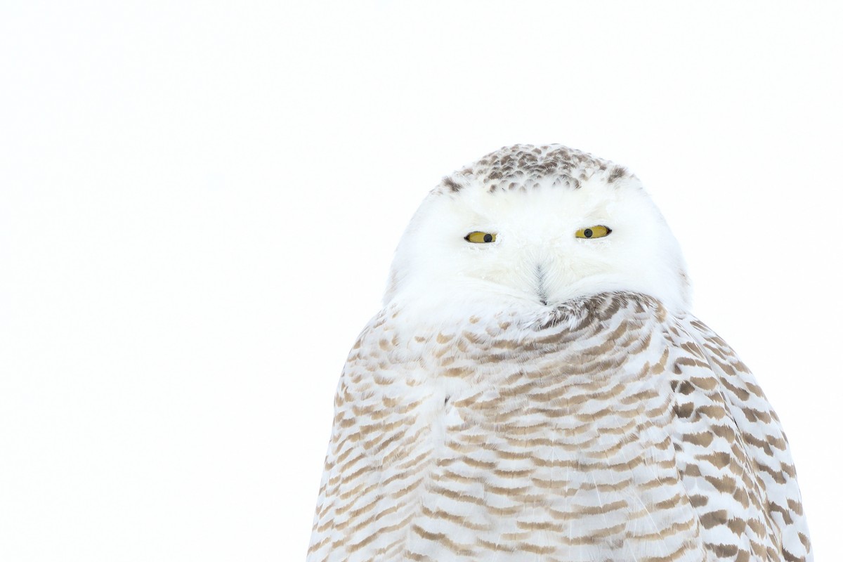 Snowy Owl - ML639834542