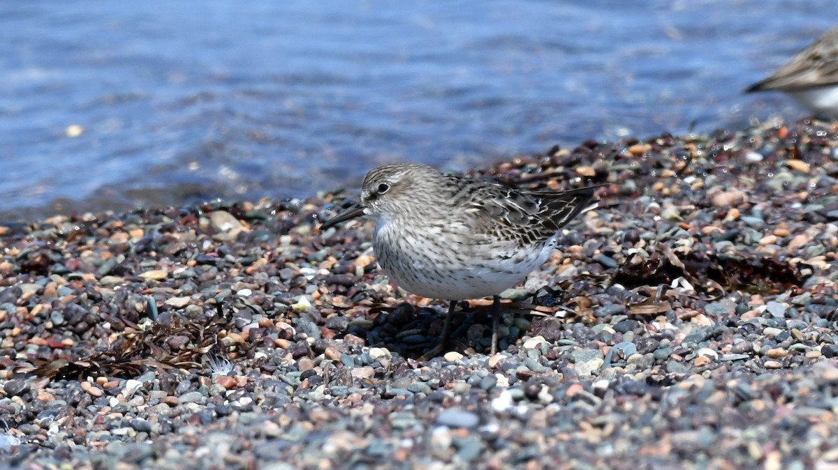 White-rumped Sandpiper - ML639834553