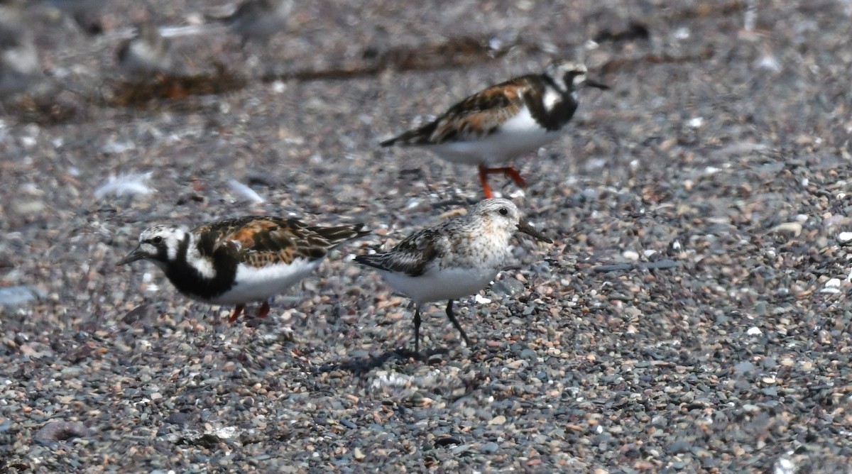Sanderling - ML639834559