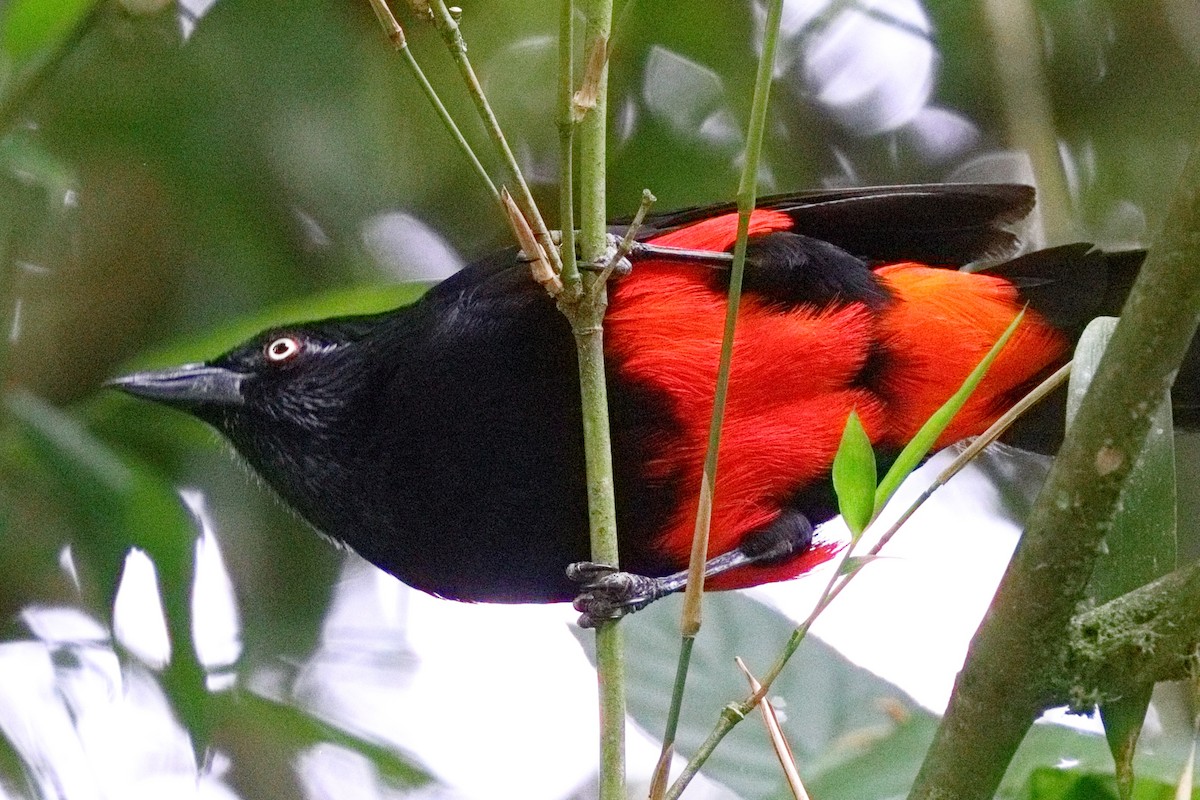 Red-bellied Grackle - ML639834598