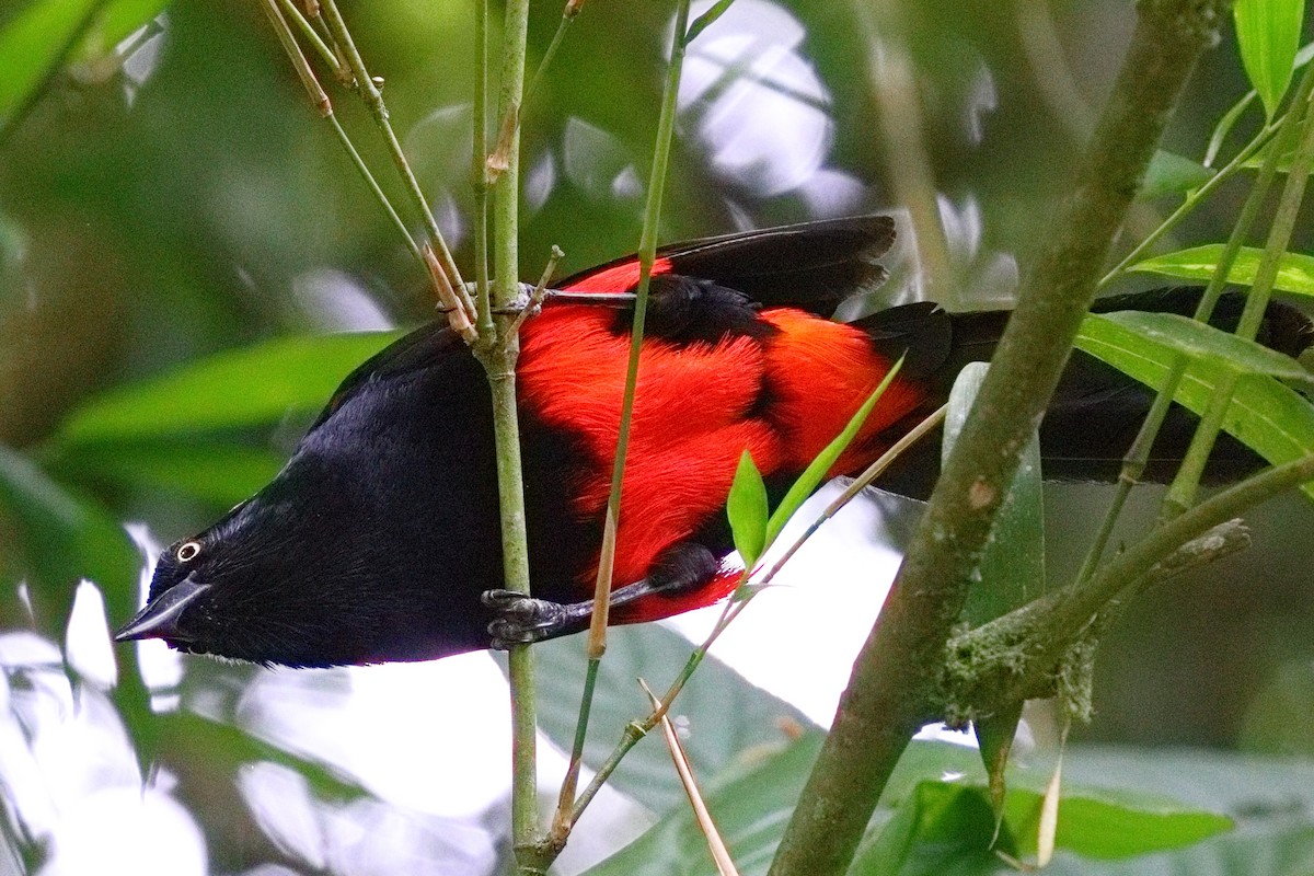 Red-bellied Grackle - ML639834599