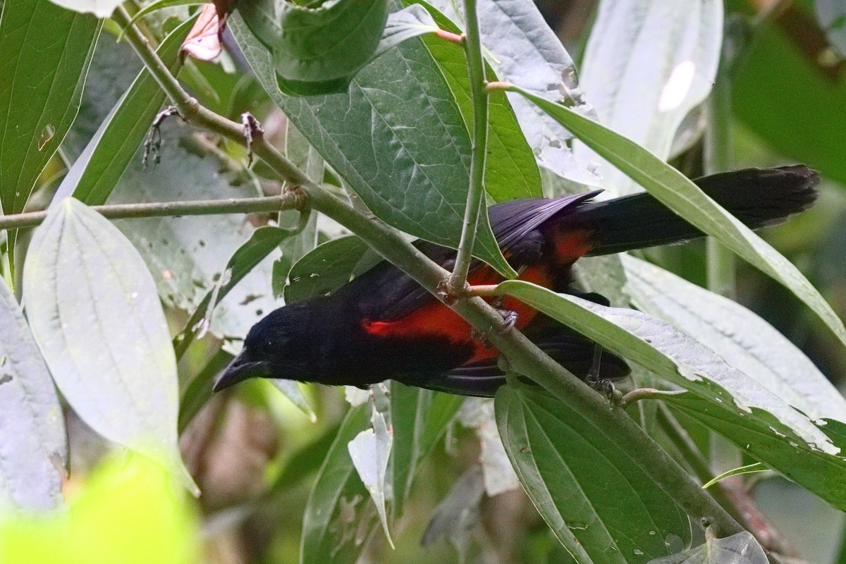 Red-bellied Grackle - ML639834600