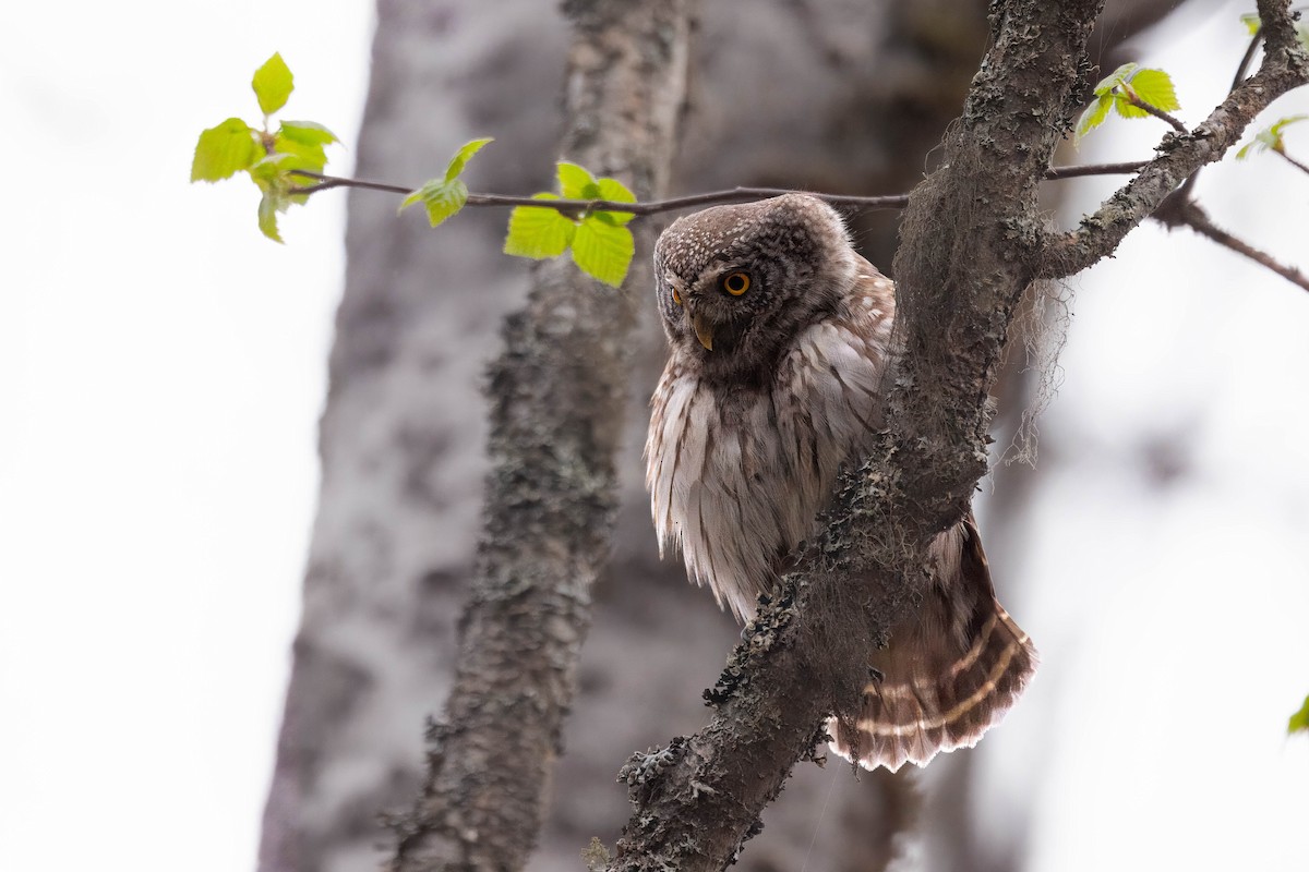 Eurasian Pygmy-Owl - ML639834637