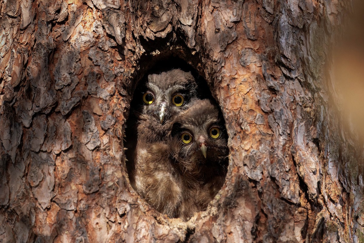 Boreal Owl (Tengmalm's) - ML639834656