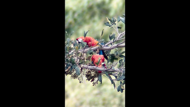 コンゴウインコ - ML639834692