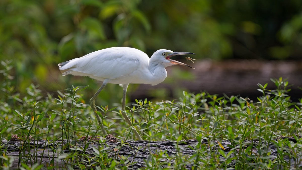 Little Blue Heron - ML639834712