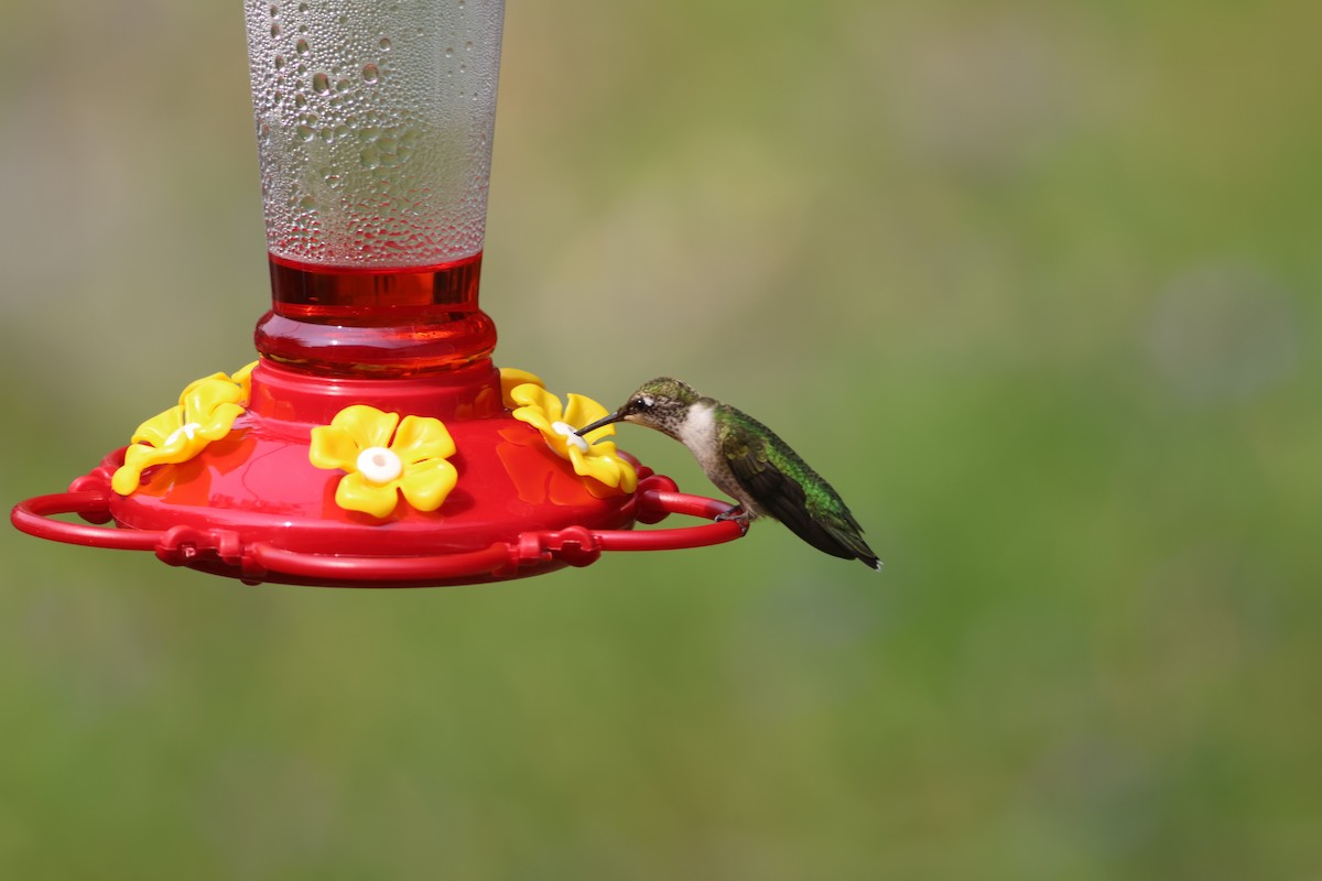 Colibri à gorge rubis - ML639834788