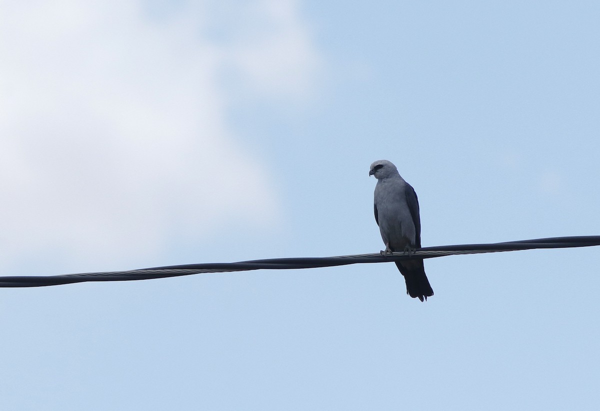 Mississippi Kite - ML639834813