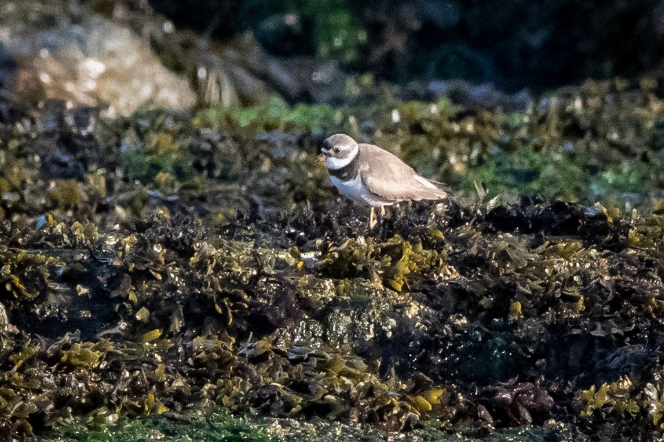 Semipalmated Plover - ML639834830