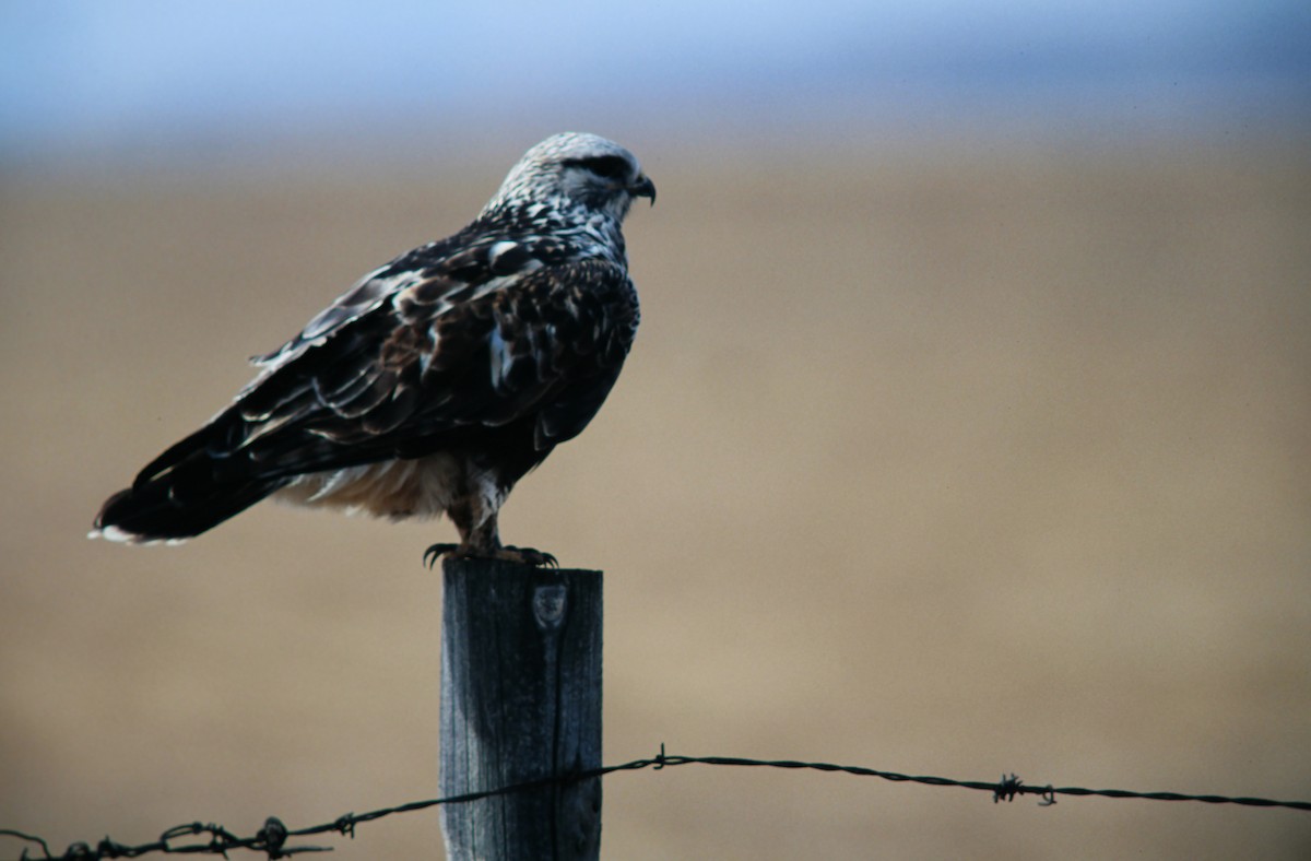 Rough-legged Hawk - ML639834897