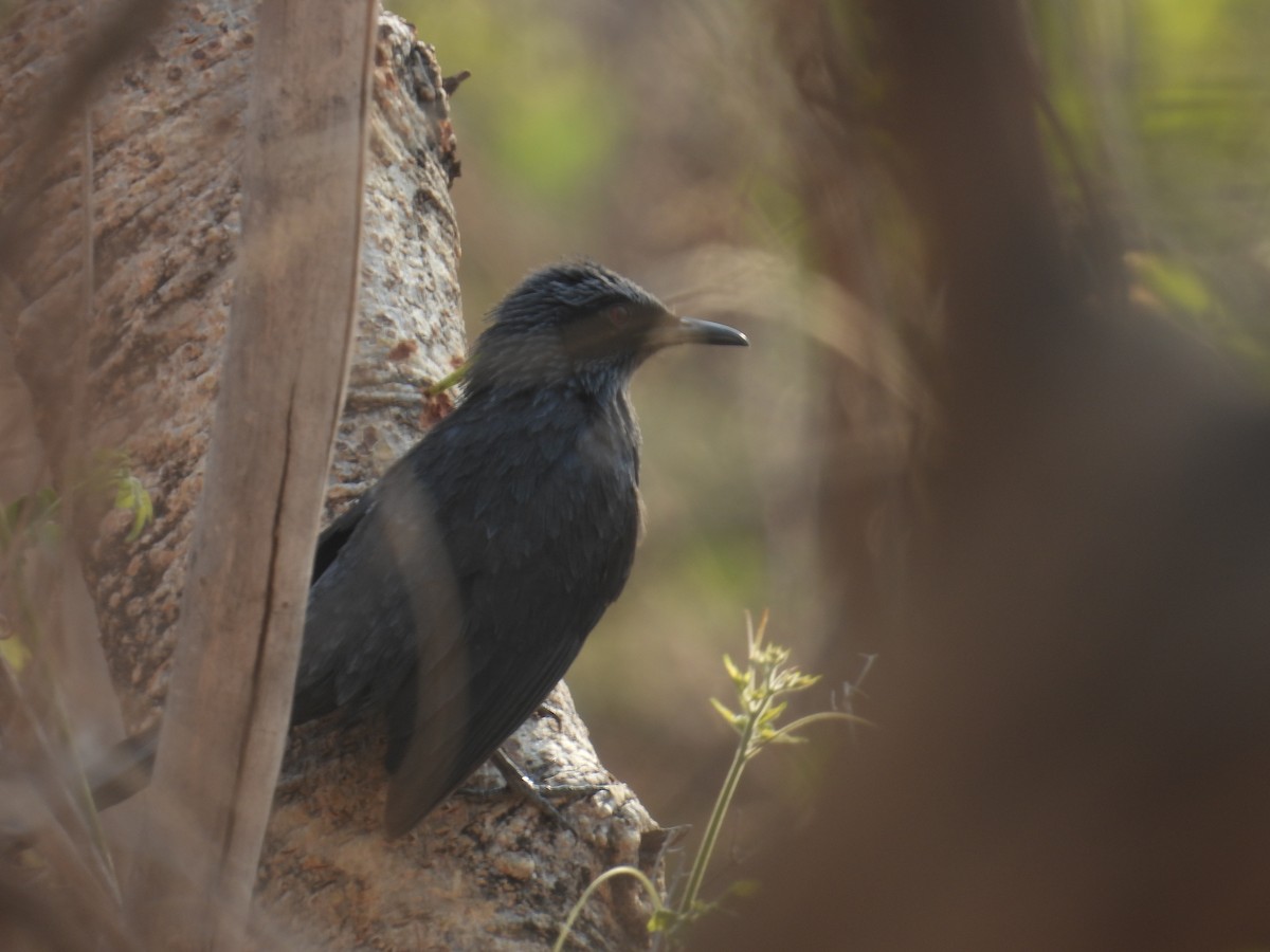 Blue Mockingbird - ML639834976