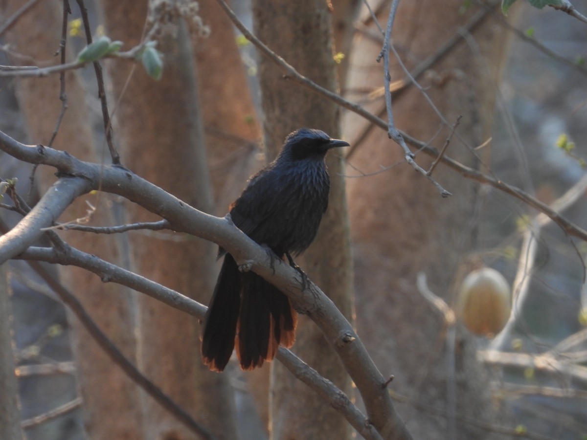 Blue Mockingbird - ML639834978