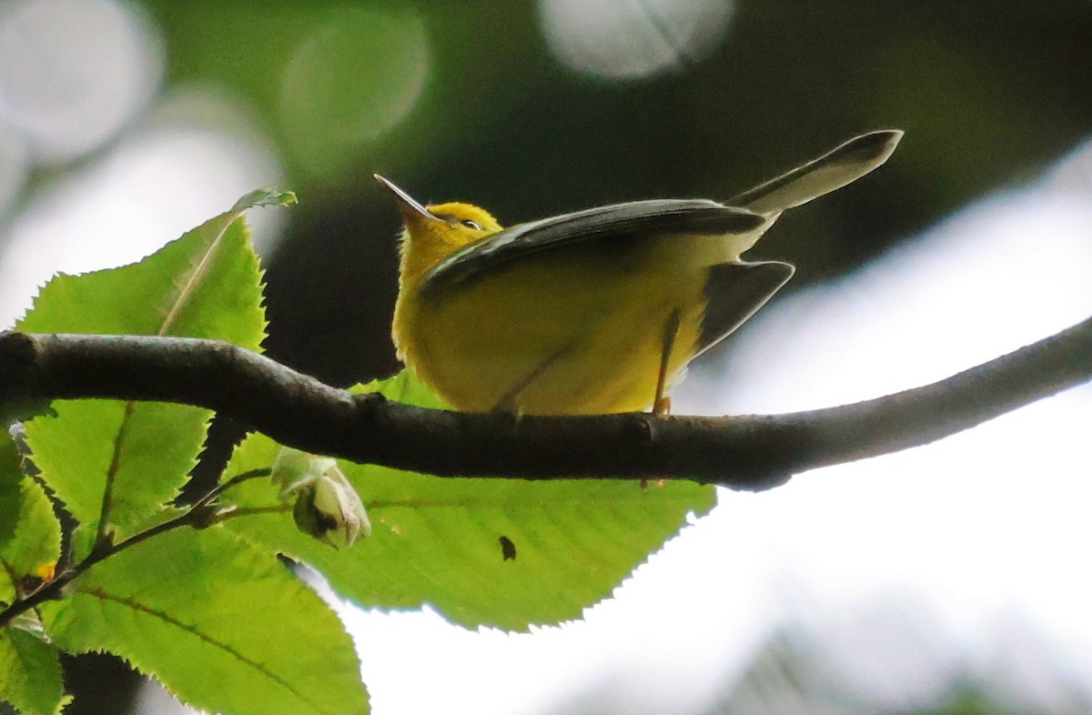 Blue-winged Warbler - ML639834984