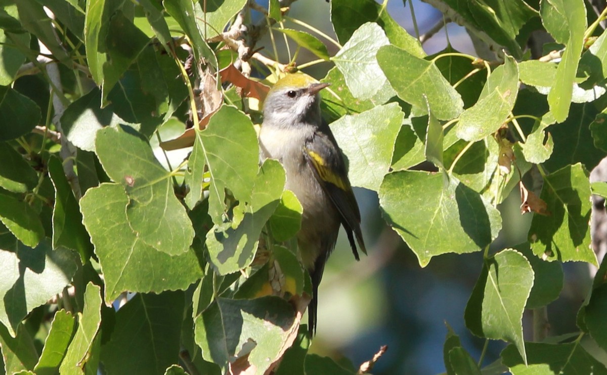 Golden-winged Warbler - ML639835003