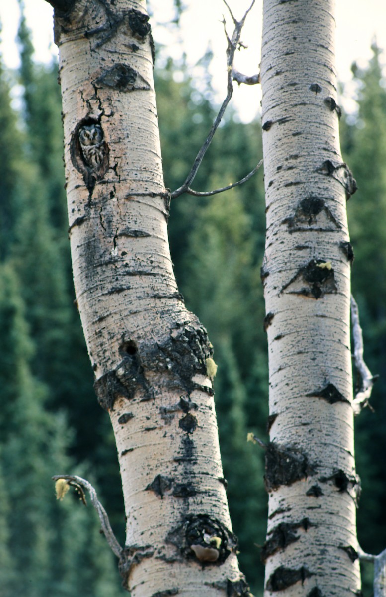 Boreal Owl - ML639835039