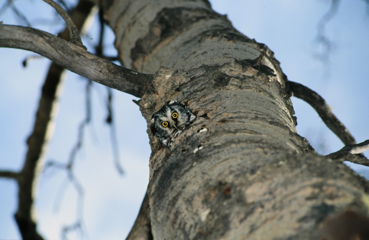 Boreal Owl - ML639835040