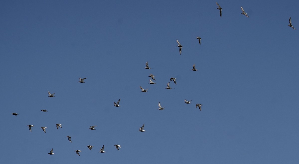 Curlew Sandpiper - ML639835061