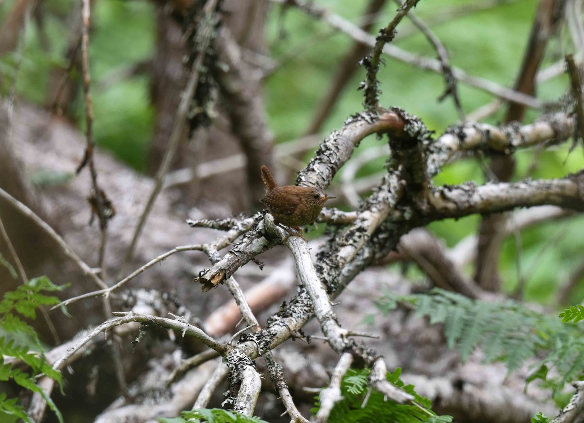 Winter Wren - ML639835115
