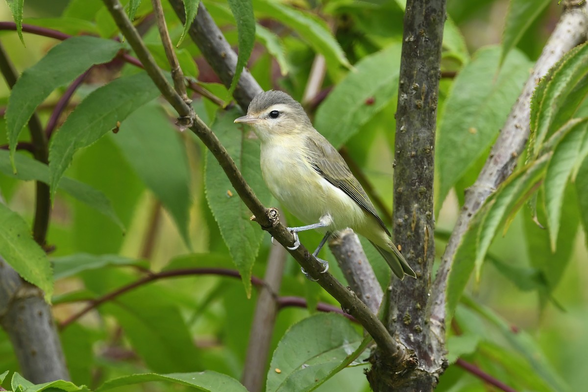 Warbling Vireo - ML639835182