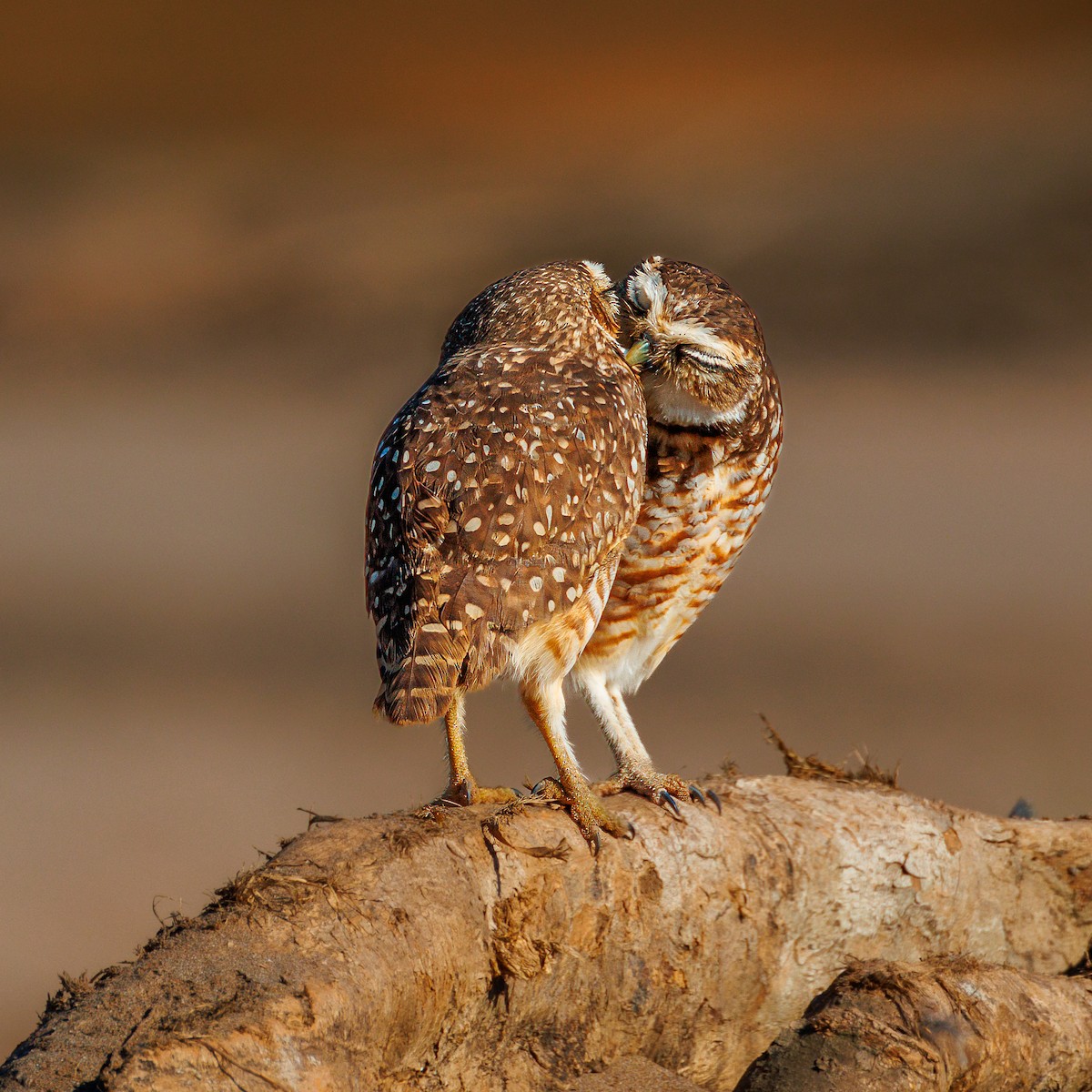 Burrowing Owl - ML639835267