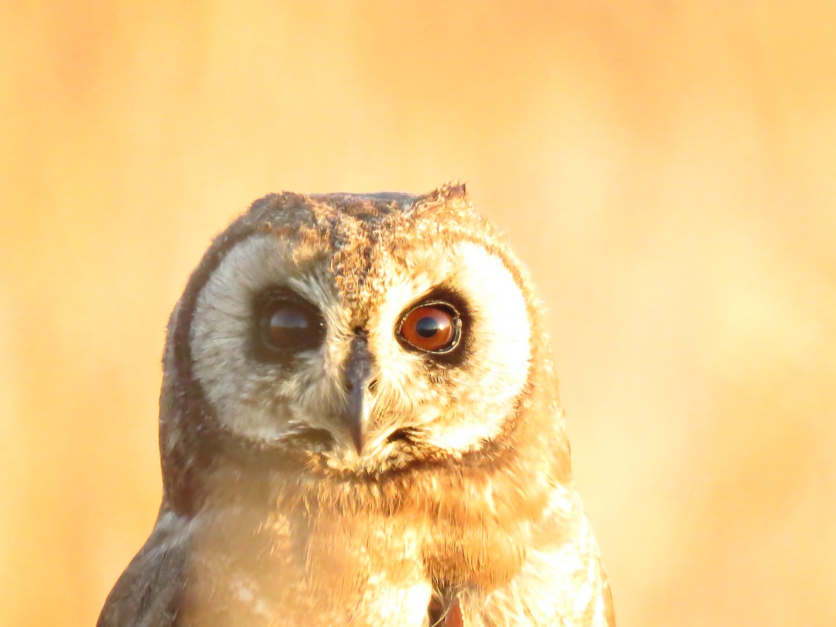 Marsh Owl - ML639835283
