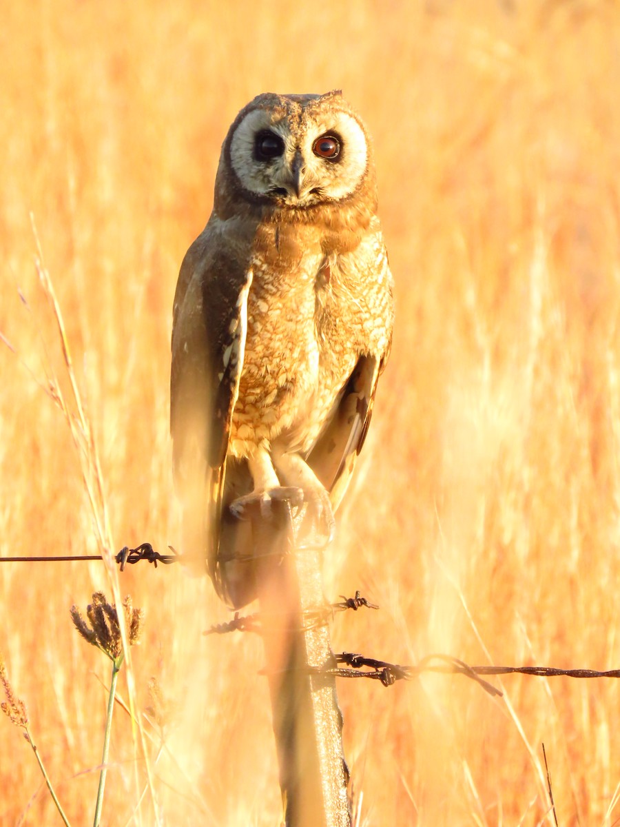Marsh Owl - ML639835284