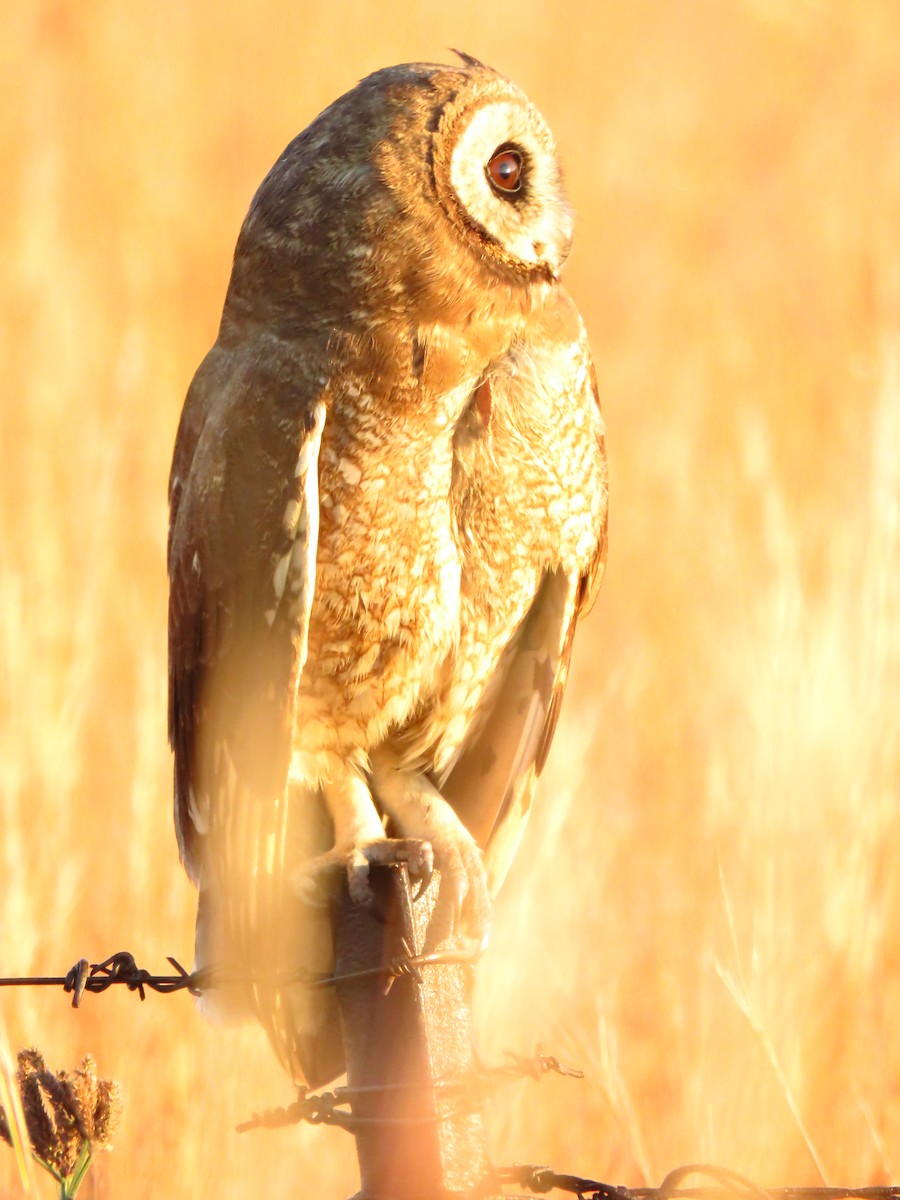Marsh Owl - ML639835285