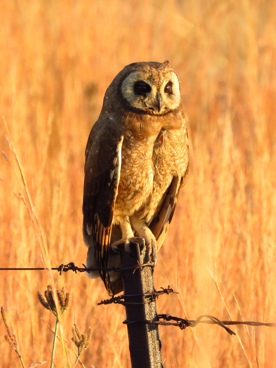 Marsh Owl - ML639835286