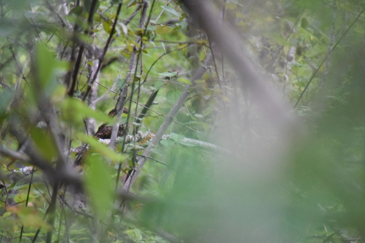 Mexican Whip-poor-will - ML639835317