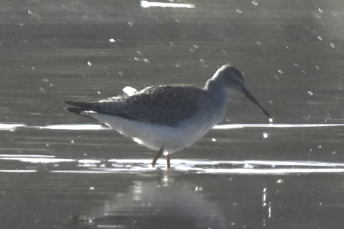 Lesser Yellowlegs - ML639835321
