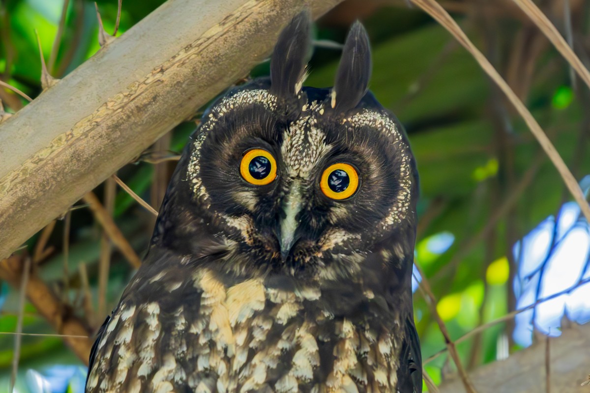 Stygian Owl - ML639835323