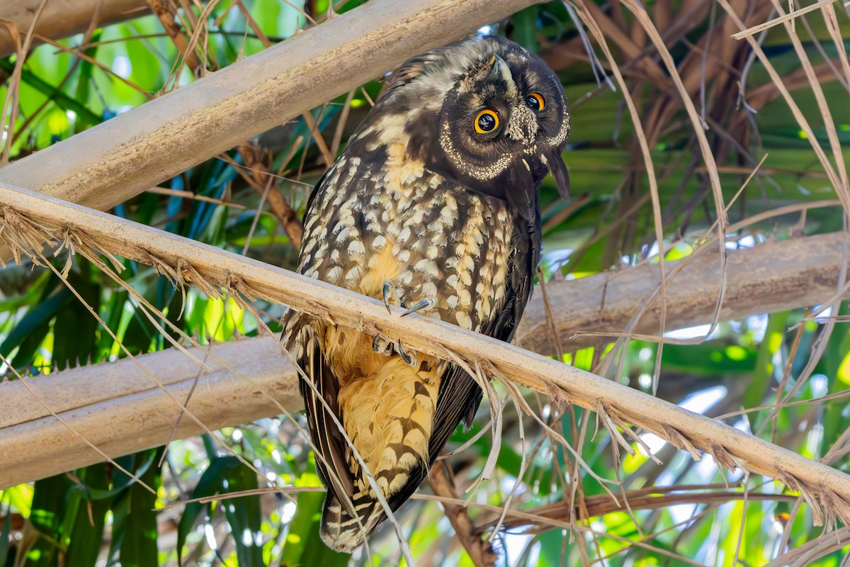 Stygian Owl - ML639835325