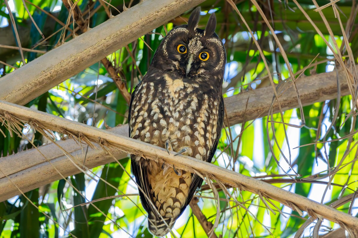 Stygian Owl - ML639835326