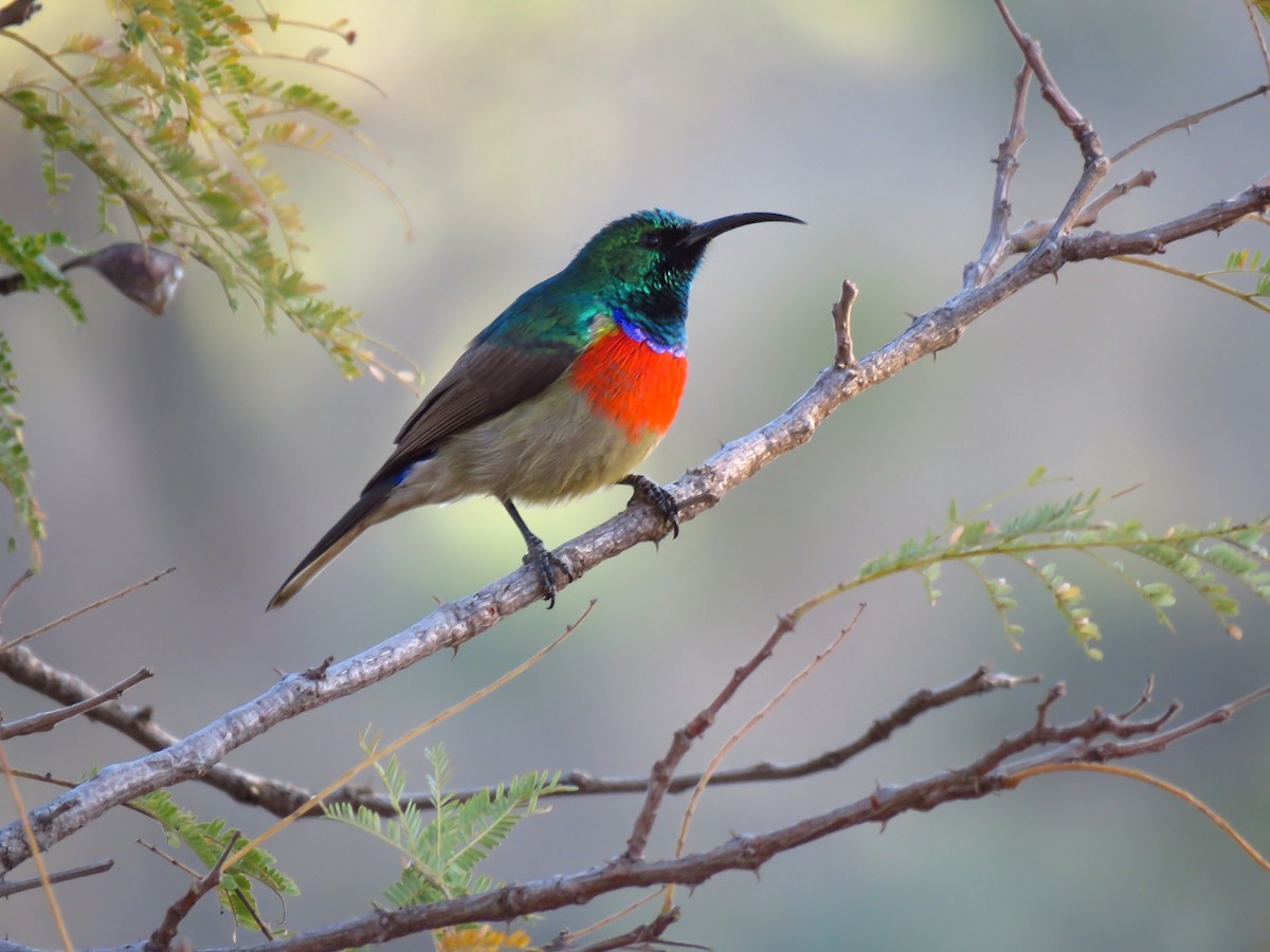 Greater Double-collared Sunbird - ML639835333