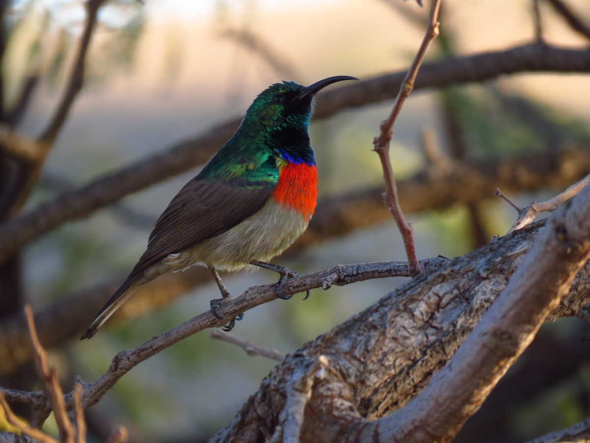 Greater Double-collared Sunbird - ML639835334