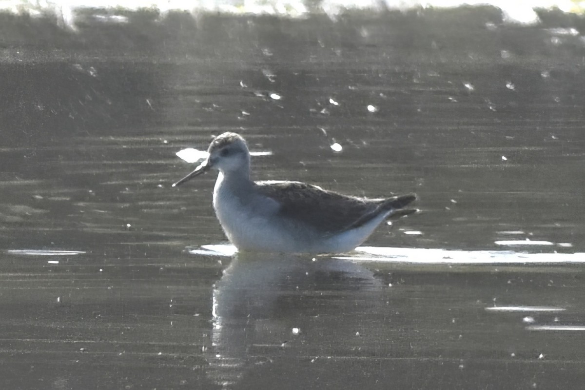 Wilson's Phalarope - ML639835372