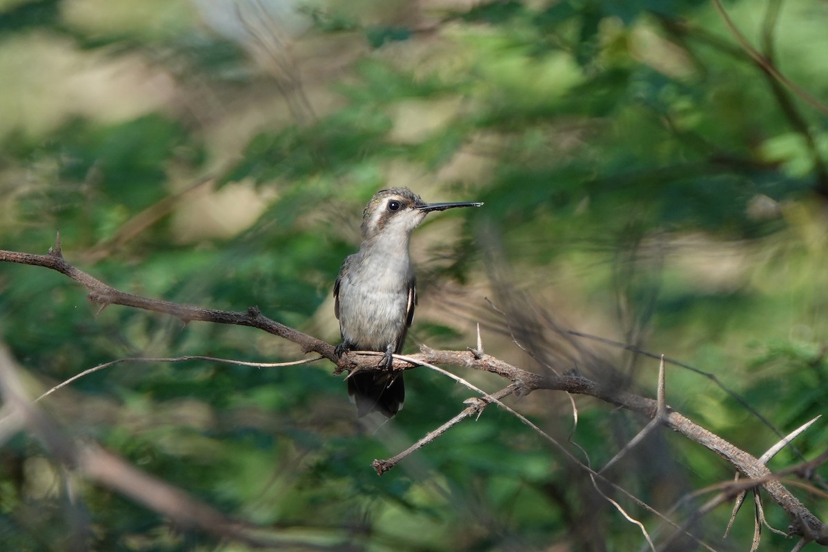 Red-billed Emerald - ML639835380