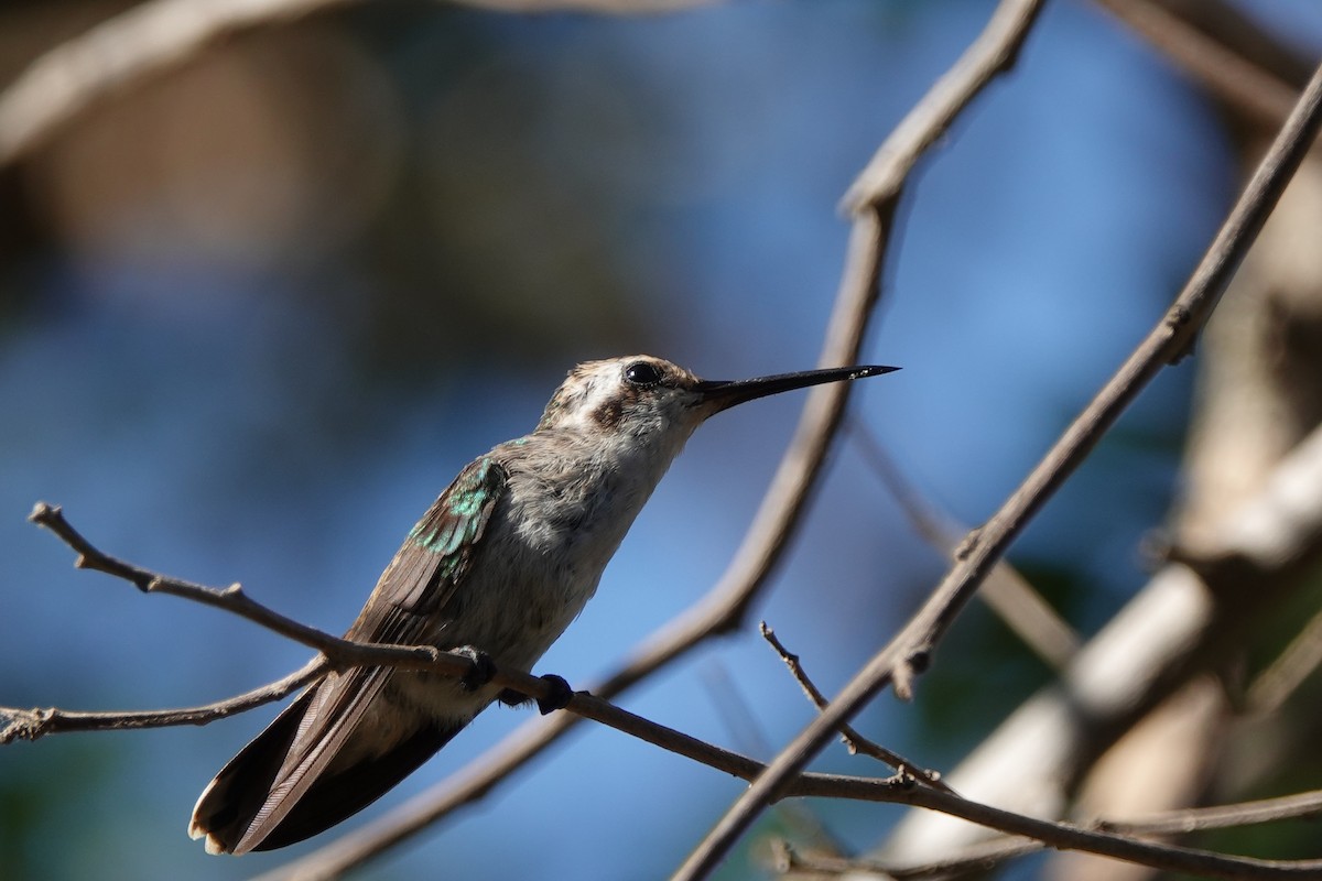 Red-billed Emerald - ML639835396