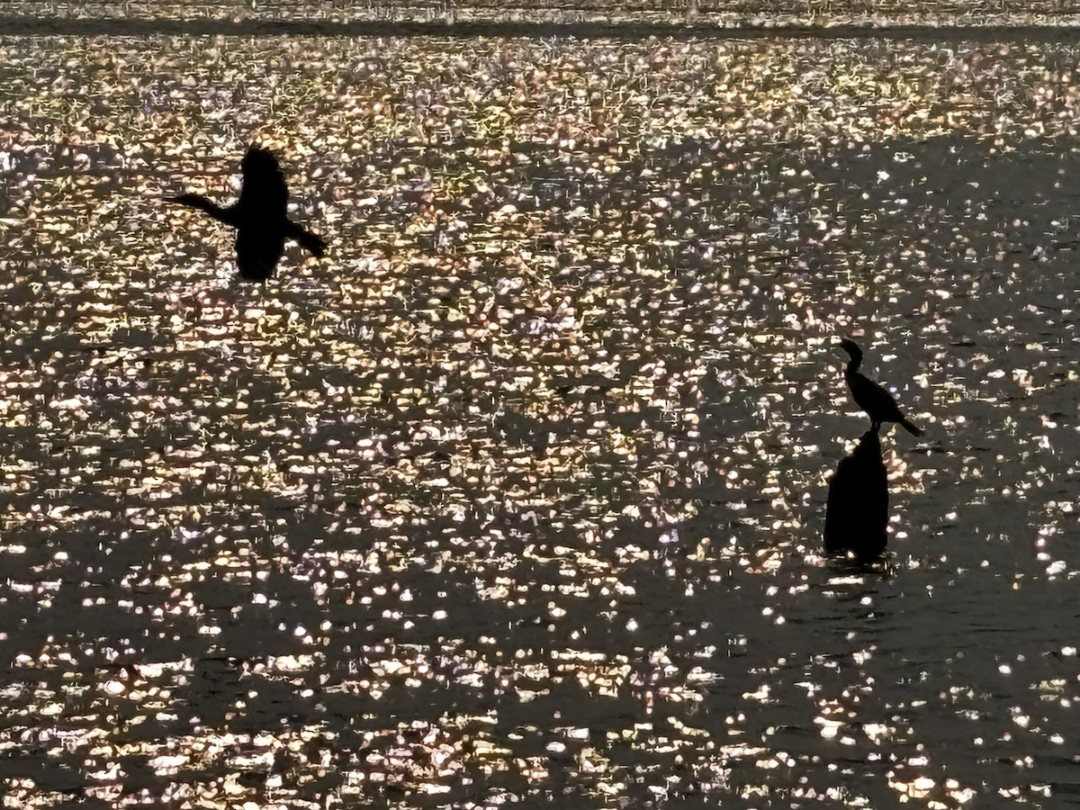 Double-crested Cormorant - ML639835464