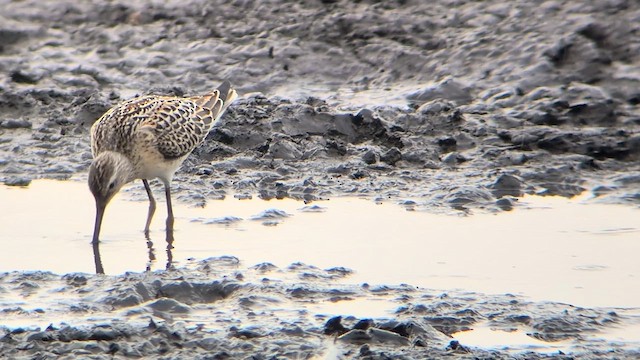 Stilt Sandpiper - ML639835630