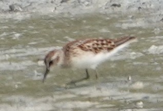 Least Sandpiper - ML639835631