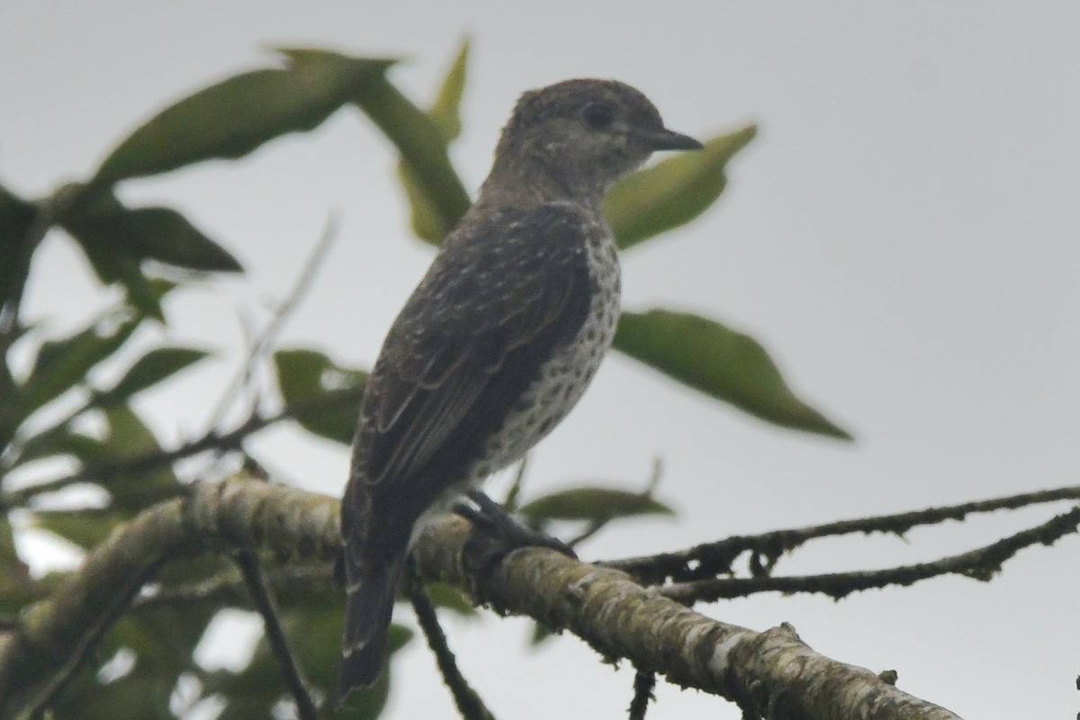 edelkotinga - ML639835678