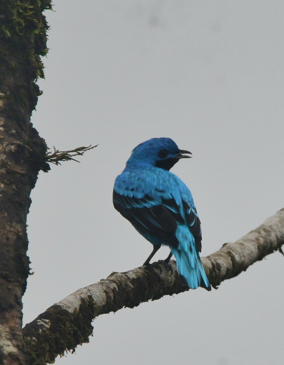 edelkotinga - ML639835681